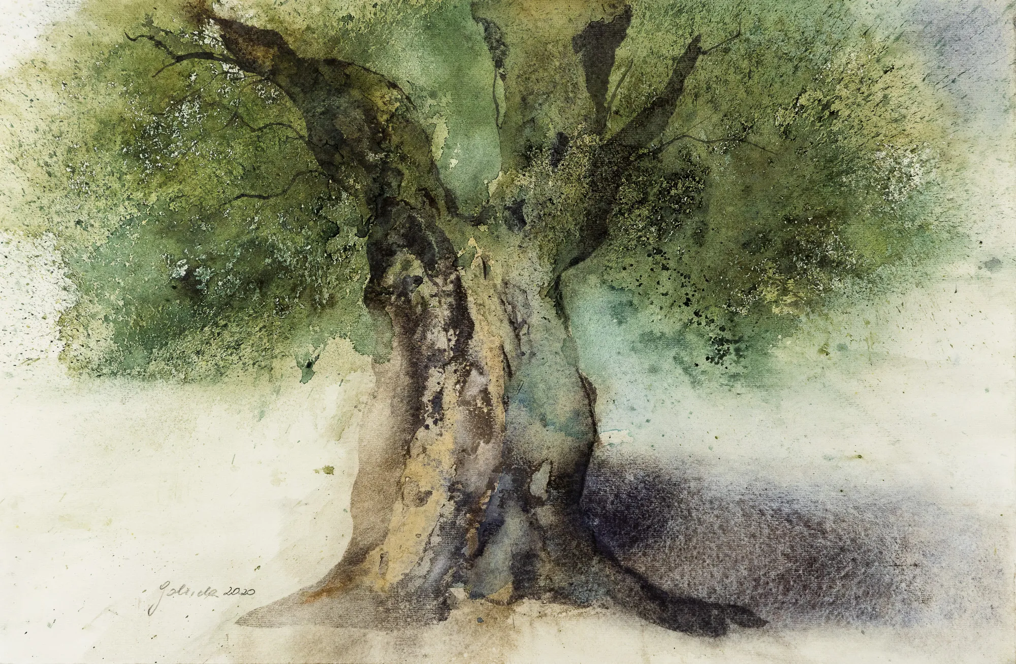 Olivenbaum — Aquarell von Gabriele Schmitzer